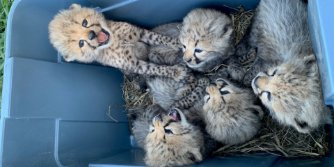 Four cheetah cubs lay curled up next to each other in a blue plastic tub. A fifth cub sits up on top of one of its siblings, with its mouth open. The other cubs are all looking toward this fifth cub. There is hay coating the bottom of the tub.