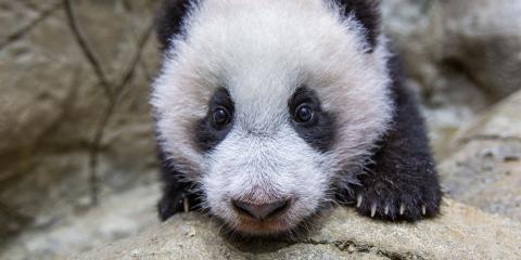 Giant panda cub Xiao Qi Ji scales the rockwork in his habitat Jan. 6, 2021.