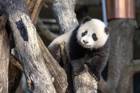 Feb. 24 | Giant panda cub Xiao Qi Ji takes in the view from his climbing structure. Giant panda cub Xiao Qi Ji climbs atop a structure made of criss-crossed logs.