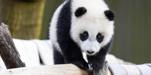 Giant panda cub Xiao Qi Ji stands atop the hammock in his outdoor habitat.