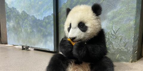 Giant panda cub Xiao Qi Ji sits upright eating a sweet potato.