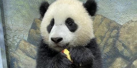 Giant panda cub Xiao Qi Ji holds a slice of apple in his paws.
