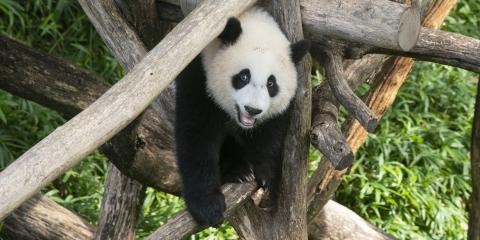 Giant panda cub Xiao Qi Ji stands on his climbing structure, looking straight at the viewer.