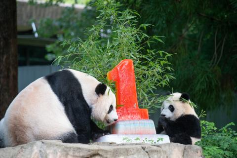 Aug. 21, 2021 | Giant pandas Mei Xiang (left) and Xiao Qi Ji (right) enjoy a fruitsicle cake in honor of Xiao Qi Ji's first birthday. Giant pandas Mei Xiang (left) and Xiao Qi Ji (right) enjoy a fruitsicle cake in honor of Xiao Qi Ji's first birthday.