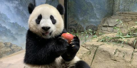 Giant panda cub Xiao Qi Ji snacks on an apple in his indoor habitat.