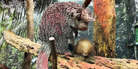 Prehensile-tailed porcupine Beatrix and her porcupette rest on a branch in their habitat.