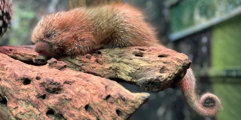 Prehensile-tailed porcupette Fofo rests on a branch.