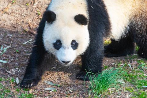 Our giant panda cub is growing up! At Xiao Qi Ji's most recent weigh-in, he tipped the scales at 121 pounds. Giant panda Xiao Qi Ji looking up at the viewer.