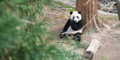 Giant panda cub Xiao Qi Ji sits and eats bamboo while leaning with his back against a tree.