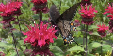 An eastern tiger swallowtail searches for nectar from a flower.