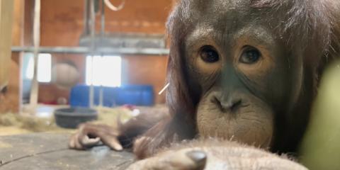 Orangutan Redd lounges in the Think Tank habitat. He is laying on this stomach and looking at the viewer.