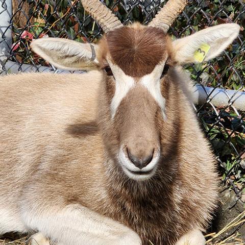 Feb. 1, 2023| Addax Terri rests behind the scenes at the Africa Trail exhibit. Photo Credit: Gil Myers, Smithsonian's National Zoo and Conservation Biology Institute Addax Terri rests beside a fence at the Africa Trail exhibit.