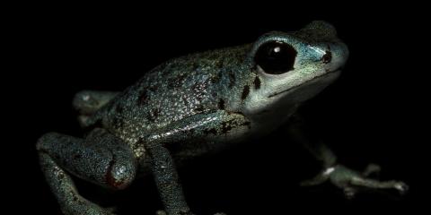 Vicente’s dart frog on a black background.