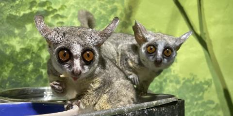 Southern lesser galago brothers Mopani (left) and Damara (right) eat insects from a food pan.
