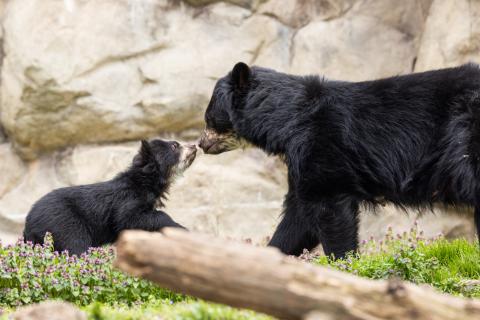 March 22, 2023 | Andean bear mother Brienne and her 4-month-old cub explore their outdoor habitat. Andean bear mother Brienne and her 4-month-old cub explore their outdoor habitat on March 22, 2023.