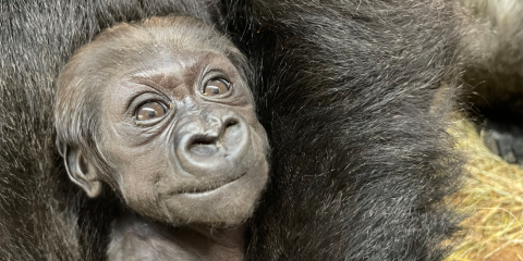 June 30 | Zahra, pictured here at about five weeks old, has been getting a lot of camera time. Baby gorilla Zahra looks into the camera while being held by her mother, Calaya.