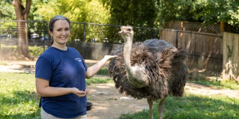 Keeper Tallie Wiles feeds grapes to ostrich Linda.