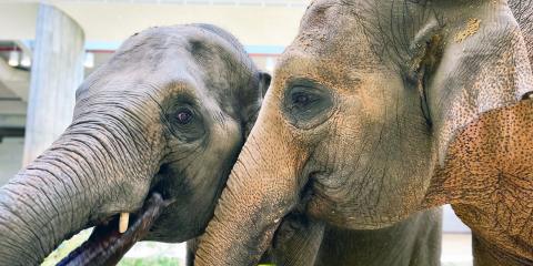 Asian elephants Nhi Linh and her mother Trong Nhi.