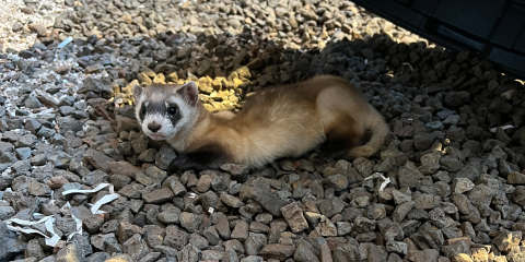 Hickory's kits, like the one pictured above, are active and healthy. A black-footed ferret kit stretches out on some rocky substrate in its enclosure.