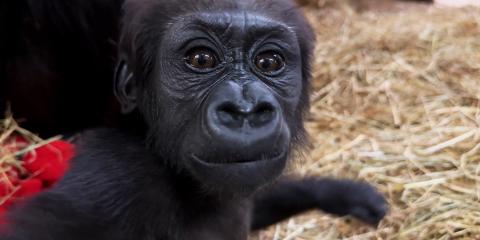 Zahra looks into the camera while her mother Calaya sits nearby. Baby gorilla Zahra looks into the camera.