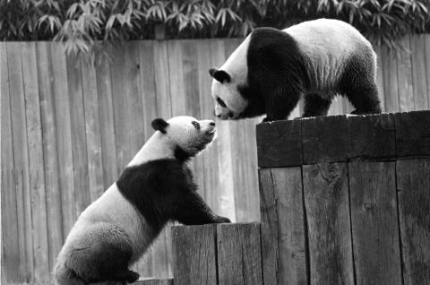 Ling-Ling and Hsing-Hsing Giant pandas Ling-Ling and Hsing-Hsing touch noses. One of them is standing on a wooden platform and the other is climbing the steps of the platform