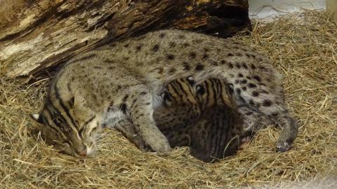 An adult female fishing cat named Elektra nursing her two kittens in a den covered with soft hay at the Smithsonian's National Zoo in 2012.