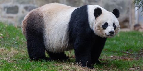 Female giant panda Mei Xiang surveys her yard at the David M. Rubenstein Family Giant Panda Habitat.