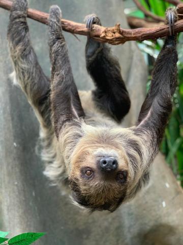 Athena, a 1½-year-old two-toed sloth who went on exhibit Dec. 22. A southern two-toed sloth with coarse fur, long limbs and curved claws hangs upside-down from a tree branch.