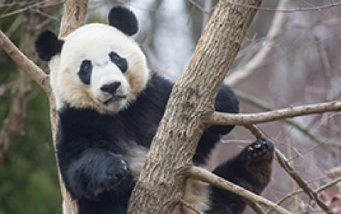 Bei Bei