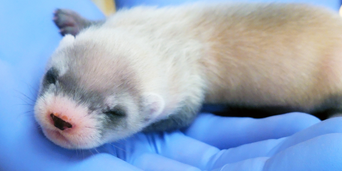 Black-footed ferret kit being held in gloved hand.