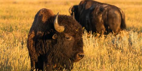 American bison graze on the American Prairie Reserve in Montana.