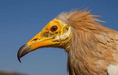 An adult Egyptian vulture Adult Egyptian vulture with a yellow face and light brown plumage on its head and neck.