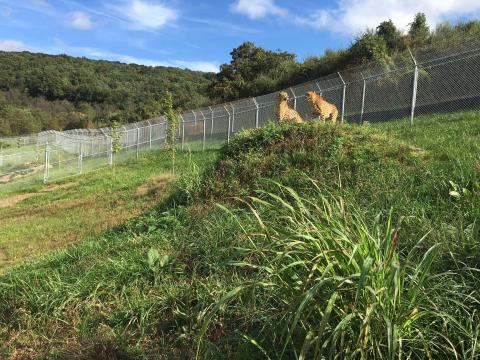 The Smithsonian Conservation Biology Institute's "Cheetah Ridge" is home to 26 cheetahs. Two cheetahs at SCBI's cheetah ridge facility.