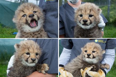 Clockwise from top-left: Cheetah cubs Hasani (male), Amabala (female), Erindi (male) and Jabari (male) were born at the Smithsonian Conservation Biology Institute April 8, 2020. The cubs received their names May 27 following a public vote. Cheetah cubs Hasani, Amabla, Erindi and Jabari at the Smithsonian Conservation Biology Institute.