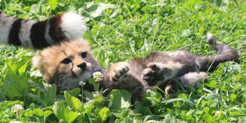 Cheetah cub laying in the grass.