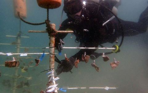 Suspended from a “tree” above the sea floor, these corals are teaching Smithsonian Conservation Biology Institute scientist Mike Henley whether corals grown in warmer waters fare better than their cold-water counterparts.