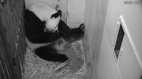 Giant panda Mei Xiang with her newborn cub. Mei Xiang gave birth to the cub at the Smithsonian’s National Zoo Aug. 21. Animal care staff witnessed the birth at 6:35 p.m. Giant Panda Mei Xiang rests with her tiny, newborn cub in her den at the Smithsonian's National Zoo's Giant Panda House
