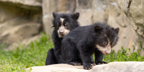 Andean bear cubs Ian and Sean explore a rock in their new habitat area. Andean bear cubs Ian and Sean explore a rock in their outdoor yard.