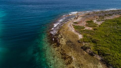 Saving coral such as Elkhorn coral from extinction will buffer shorelines, helping protect people and their homes from the kinds of damaging storms that have been increasing in intensity in recent years. (Photo by Roshan Patel, Smithsonian’s National Zoo and Conservation Biology Institute) An aerial shot of a curving shoreline in Curacao with clear blue water and a grassy and sandy landscape