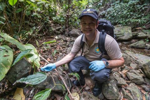 Brian Gratwicke, international program coordinator for the Panama Amphibian Conservation and Rescue Project, helps release Limosa harlequin frogs into the wild in the first-ever release trial for the species. Scientist Brian Gratwicke helps release limosa harlequin frogs into a Panama forest