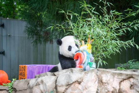 Xiao Qi Ji celebrated the special occasion with a festive fruitsicle cake, lovingly created by our Department of Nutrition Sciences team. They adorned the three-tiered treat with a giant “2" and some of his favorite foods, including apples, pears, bananas, sugar cane, sweet potato and bamboo. Giant Panda cub Xiao Qi Ji sticks his nose in his 2nd birthday ice cake on the rock formation in the front of an outdoor yard. The cake has a red 2 on the front and various colors on the side. Bamboo sticks out the top and back of the ice cake.
