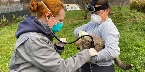 Each cheetah cub had their first official veterinary exam this week. a female veterinarian holds a stethoscope to a cheetah cub while an animal keeper holds the cub