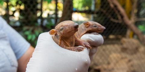 A pair of young pups at the Smithsonian's National Zoo. A keeper holds two armadillo pups with a white-gloved hand.