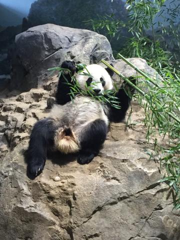 Giant panda Bei Bei rests on a rock in his indoor habitat and eats bamboo. Giant panda Bei Bei rests and eats bamboo on a rock in his indoor habitat