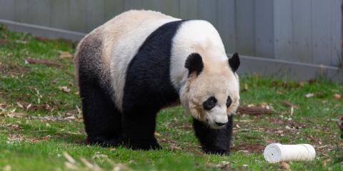 Giant panda Mei Xiang at the David M. Rubenstein Family Giant Panda Habitat.