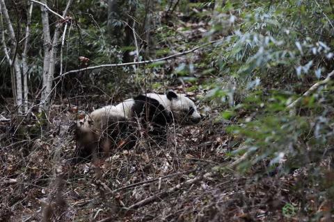 A wild giant panda at Guanyinshan Nature Reserve in China. A wild giant panda at Guanyinshan Nature Reserve in China