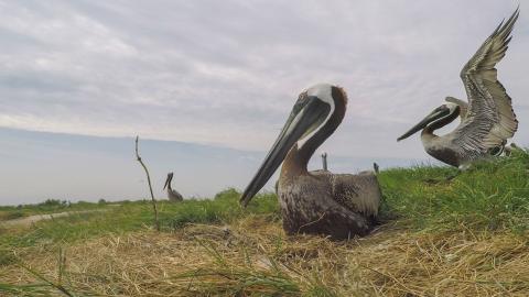 Each summer, thousands of brown pelicans journey from southern wintering grounds in Florida and Cuba to the Chesapeake Bay to breed on the marshy islands of Maryland’s eastern shore, including Adam Island, Smith Island, Holland Island and Taylor’s Island. However, little is known about the daily habits of these migratory birds once they reach the Chesapeake Bay, how long they stay and the full range of their habitat. On July 11, Smithsonian Migratory Bird Center scientist Autumn-Lynn Harrison set out to deploy GPS tags on the Bay’s brown pelicans to track their migrations and better understand these iconic birds. This project was made possible through Friends of the National Zoo’s Conservation Grant program. Two brown pelicans. One sits on a nest and the second spreads its wings.