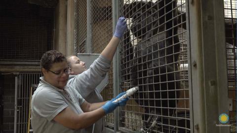 Animal keepers Melba Brown (foreground) and Amanda Bania (background) train western lowland gorilla Calaya for ultrasounds.