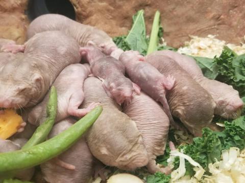 The naked mole-rats sleeping in a pile Jan. 30. The pups born in December are about the size of baby carrots and slightly darker in color. Adult naked mole-rats and pups sleeping together in a pile.