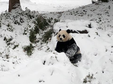 Mei Xiang playing in the snow Jan. 13, 2019. Giant panda sitting in the snow